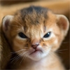 Chris No. 439's avatar